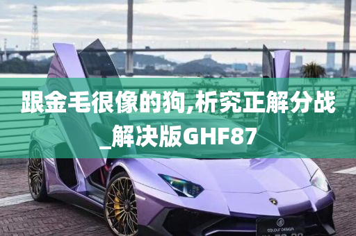 跟金毛很像的狗,析究正解分战_解决版GHF87