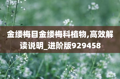 金缕梅目金缕梅科植物,高效解读说明_进阶版929458